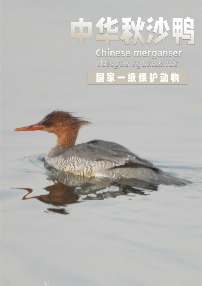 爱鸟周国家一级二级保护鸟类