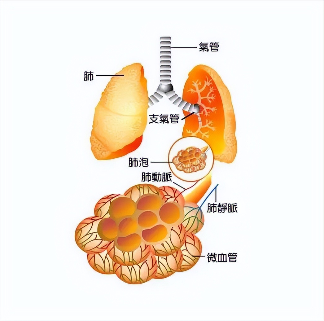 18岁小伙锻炼不当导致肺部破裂专家提醒 不要小瞧 肺大泡