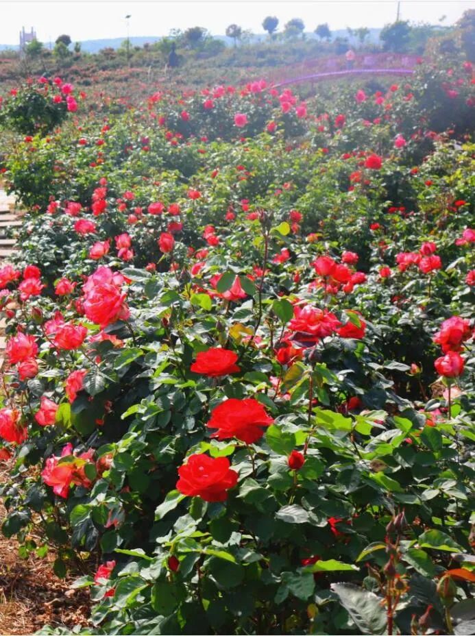 驚豔隨州這片月季花海開了現在去剛剛好