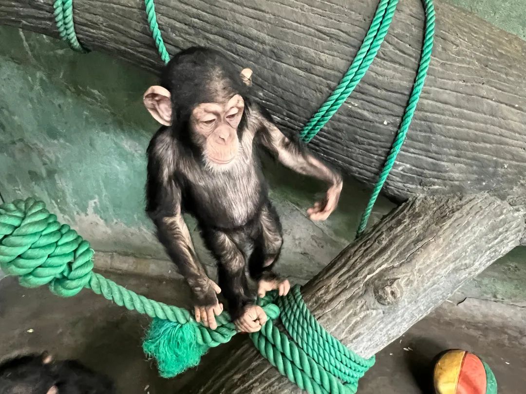 不停课不停学上海动物园猩猩班的春季学期开学啦