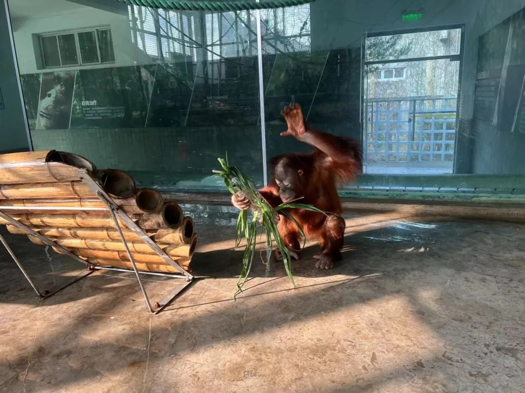 不停课不停学上海动物园猩猩班的春季学期开学啦