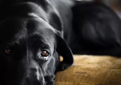 真相包括牛,羊等哺乳动物在内的许多脊椎动物都能分泌泪液,起到保护和