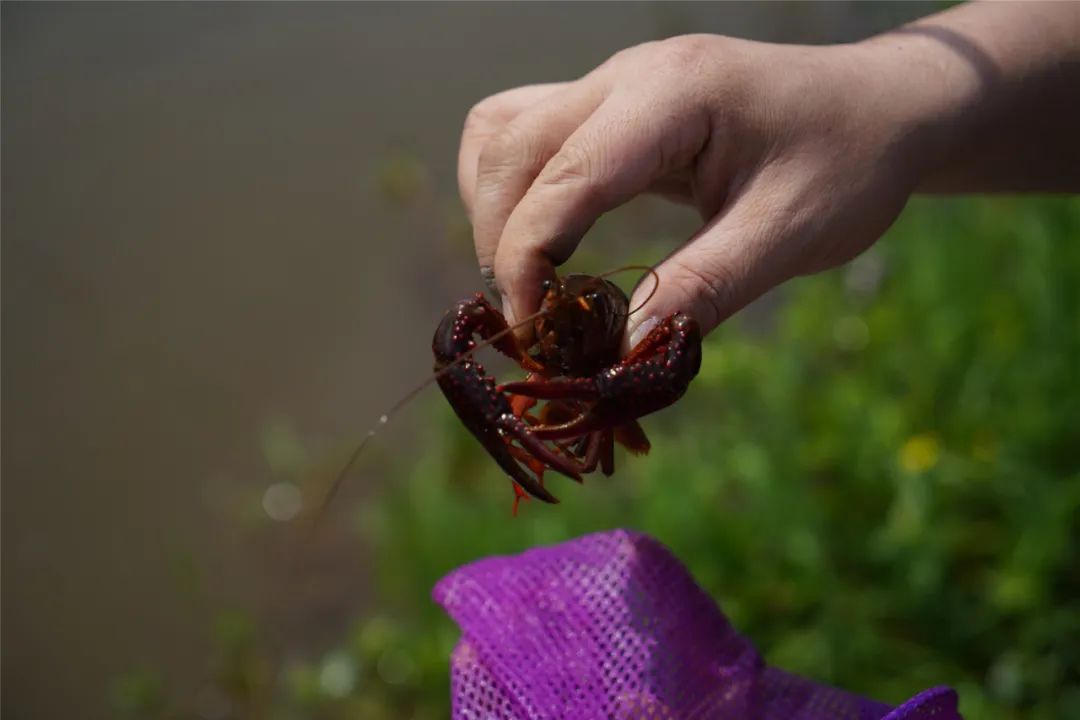 小龙虾垂钓欢乐多!鹰潭人真会玩_澎湃号·媒体_澎湃新闻-the paper