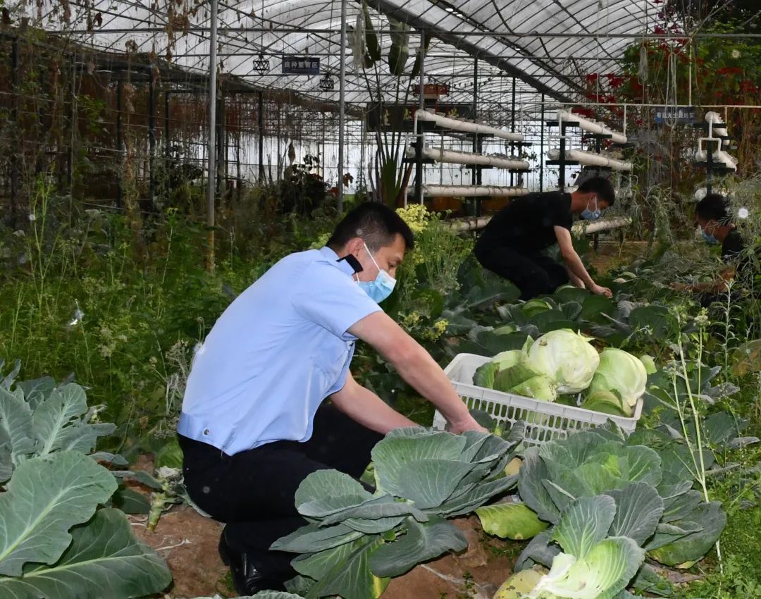 【平安云南】疫情之下,这个"菜篮子工程"很受老百姓喜欢_澎湃号·政务
