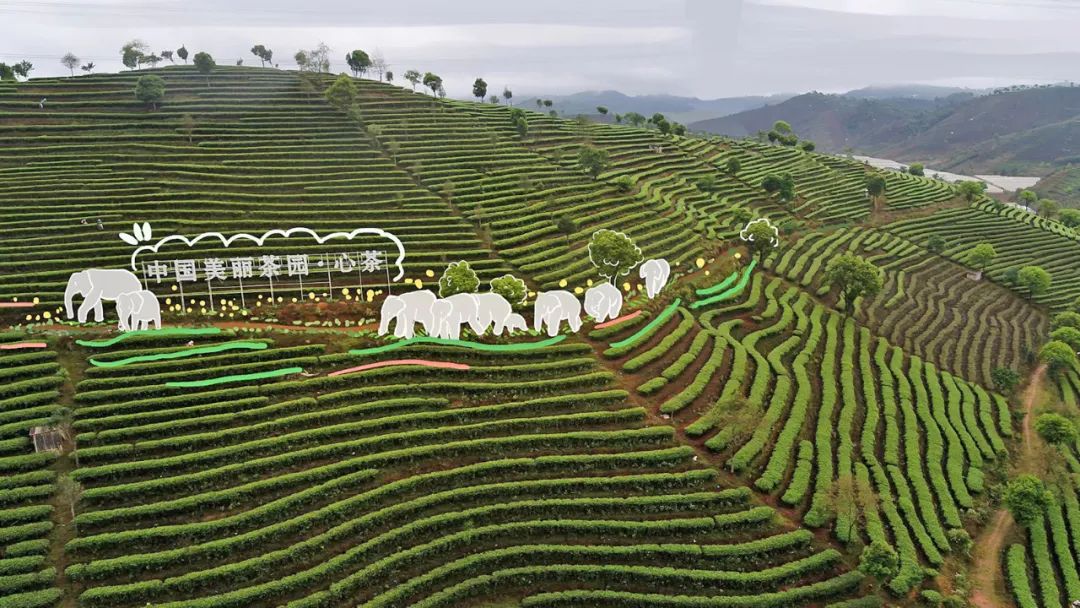 颜普洱思茅万亩有机茶园绘景明
