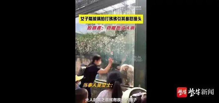 狒狒动物视频 576.jpg