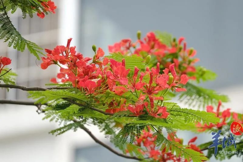 美如畫小鳥在紅花枝頭雀躍老城西關的鳳凰花開得燦爛羊城晚報全媒體