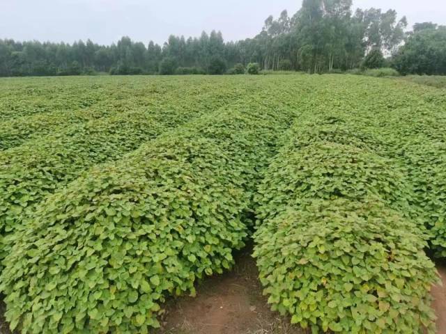 乌塘镇连片种植南药广藿香除了南药,乌塘镇荔枝在粤西也颇有名气