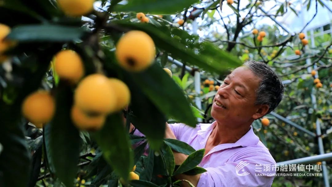 上市啦兰溪枇杷开摘