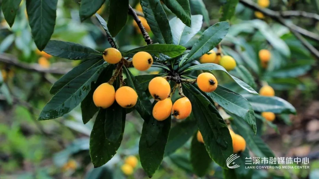 上市啦兰溪枇杷开摘