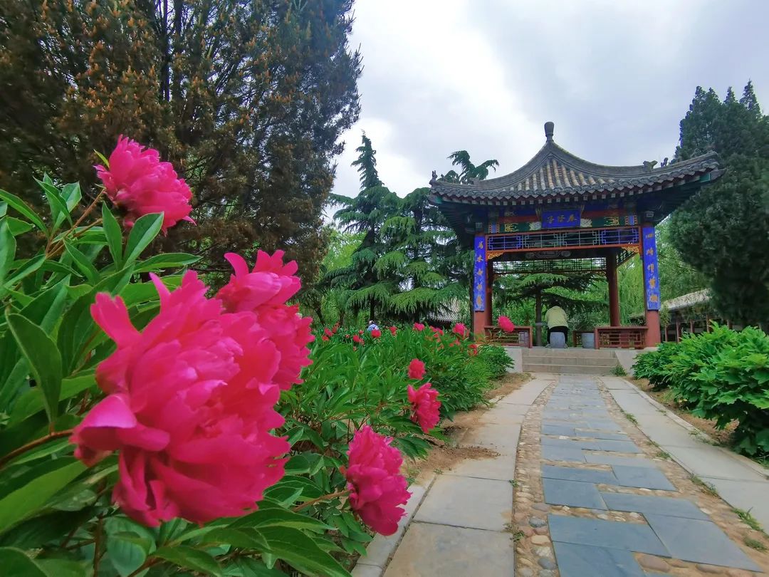 李建会 摄芍药花开分为早期 中期 晚期在正定隆兴寺内常山公园内都