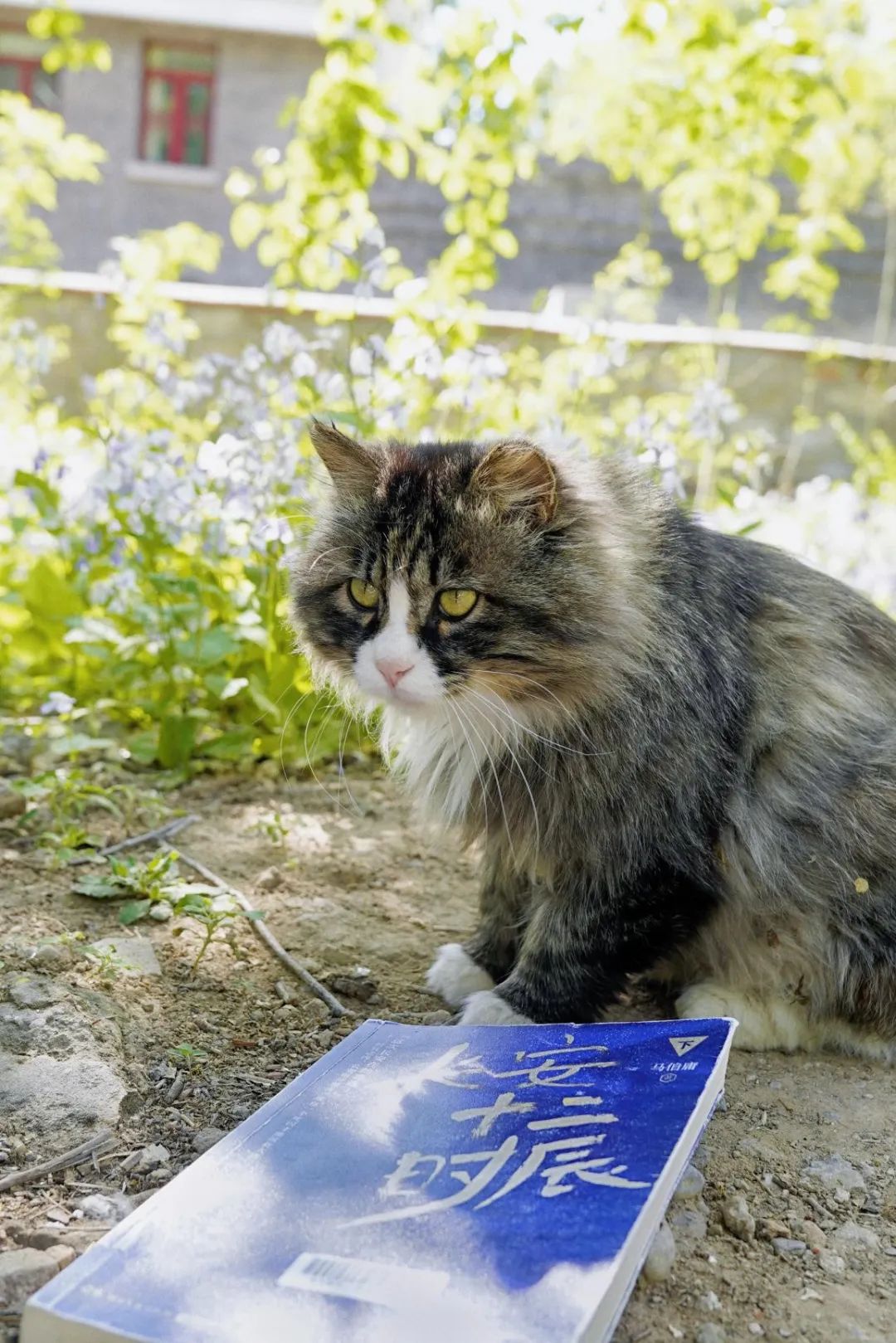 北大的猫咪会读书