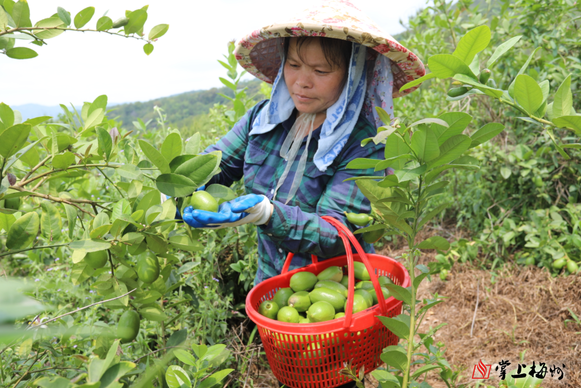 日前,梅县区石扇镇新东村香水柠檬种植基地喜获丰收,村民们穿梭林间忙
