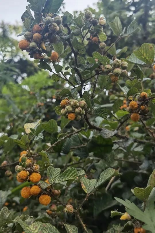 儿时味道——黄泡熟了