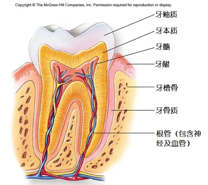 牙釉质龋分层示意图图片