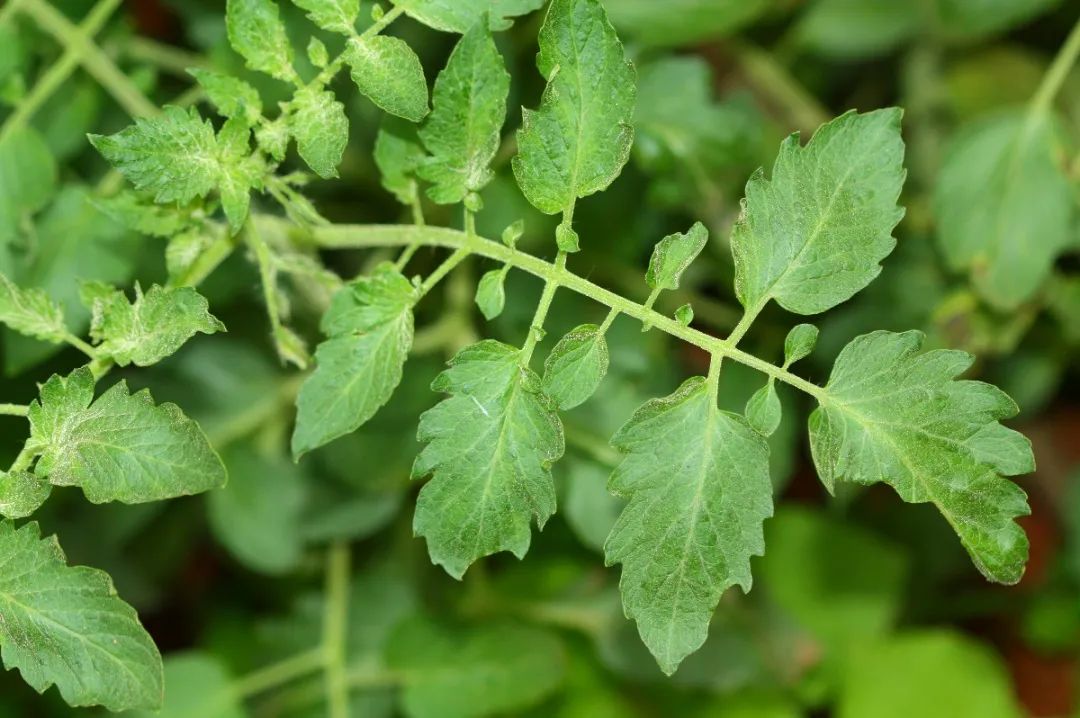 薰风昼长话番茄