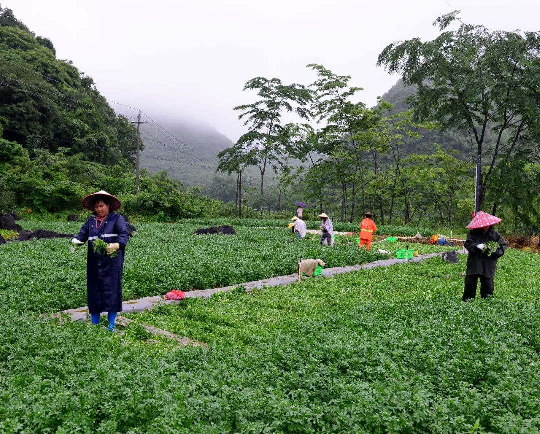 旱地西洋菜种植图片