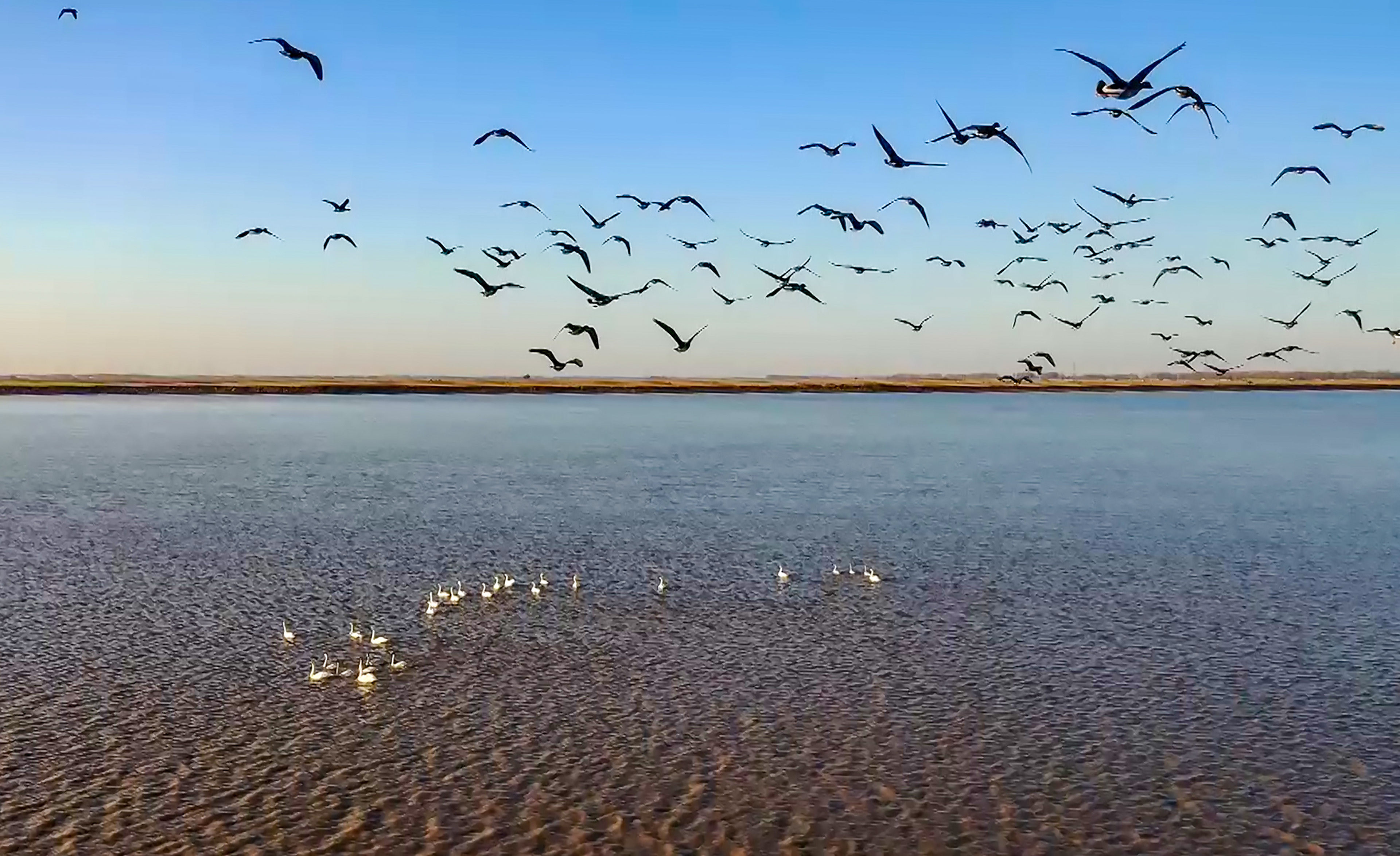 海珠湿地迎来首批候鸟 "长腿仙子"引来众多拍客 - 自然游憩