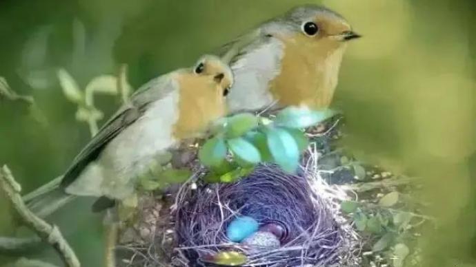 儿博飞羽记：树梢上的自然精灵，从一白一黑说起