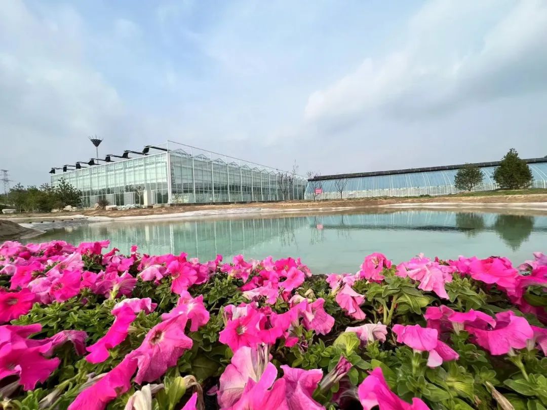 来古淀梨湾田园综合体邂逅一场田园牧歌