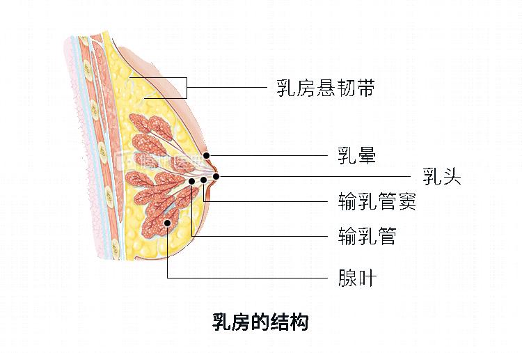 乳腺4个区图具体位置图片