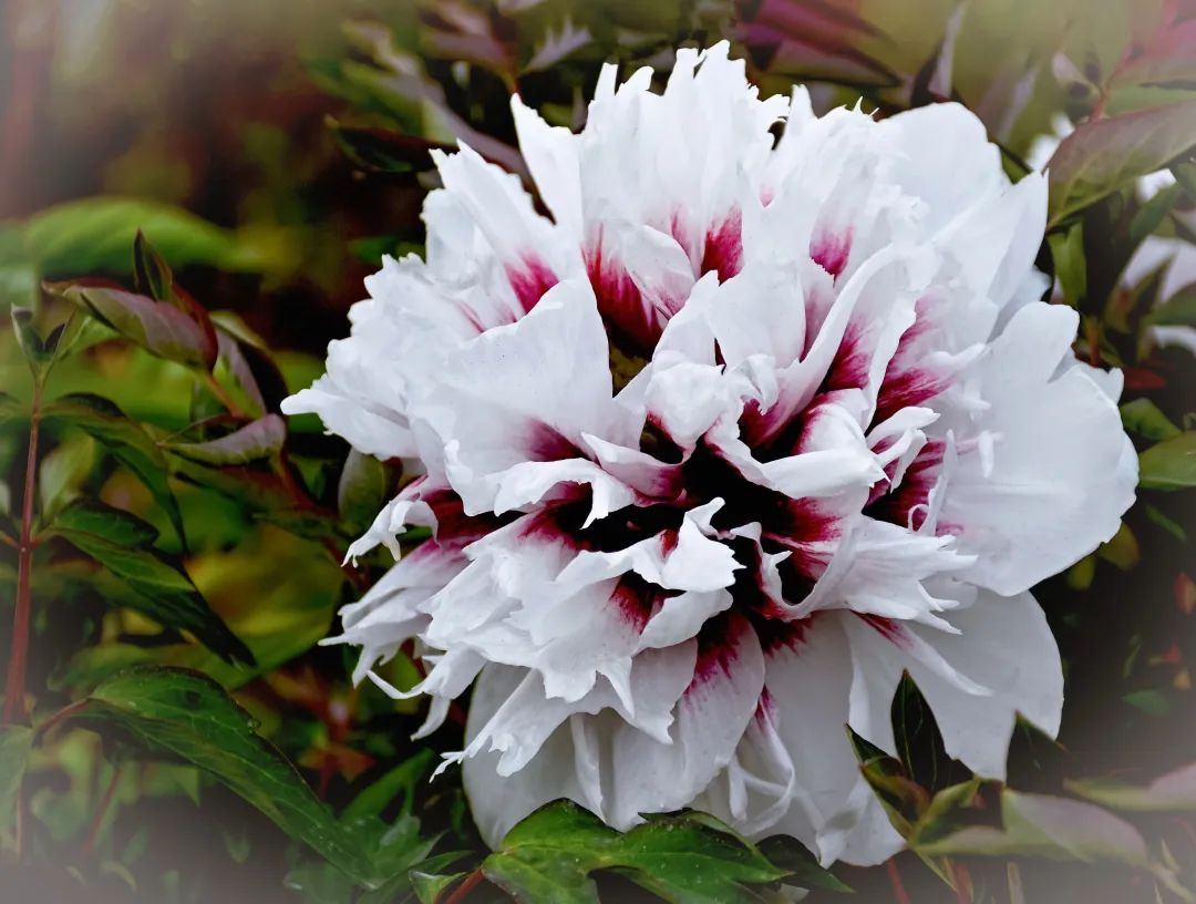 国色天香花满临洮临洮摄协紫斑牡丹线上摄影展许惠林