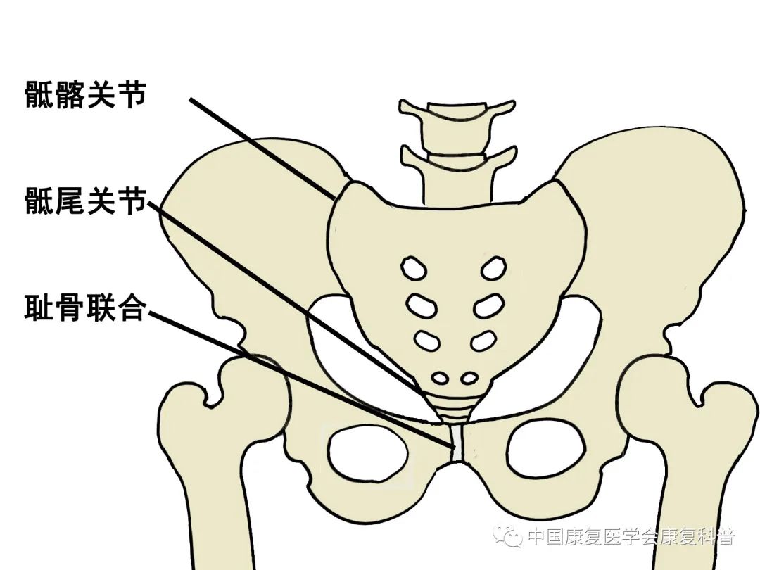 耻骨嵴位置图图片