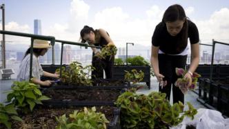 屋顶农场成新潮流：每户租1㎡种菜，果蔬不断