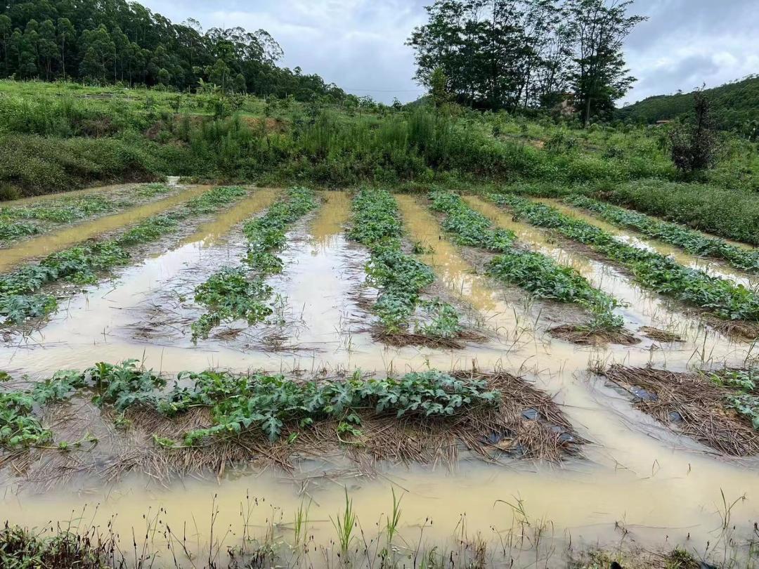 暴雨袭过农田被淹村路受堵多地积极应对处理