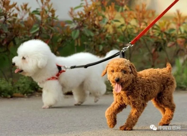 宣恩市民朋友请遛狗牵绳文明养宠