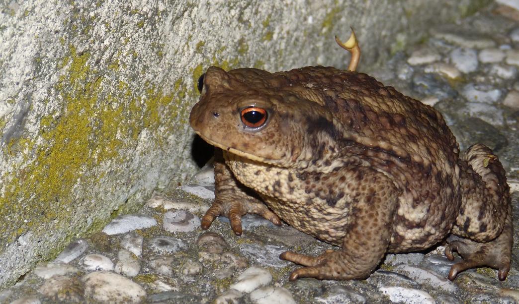 敦化一男子非法捕猎59斤520余只中华蟾蜍被判刑