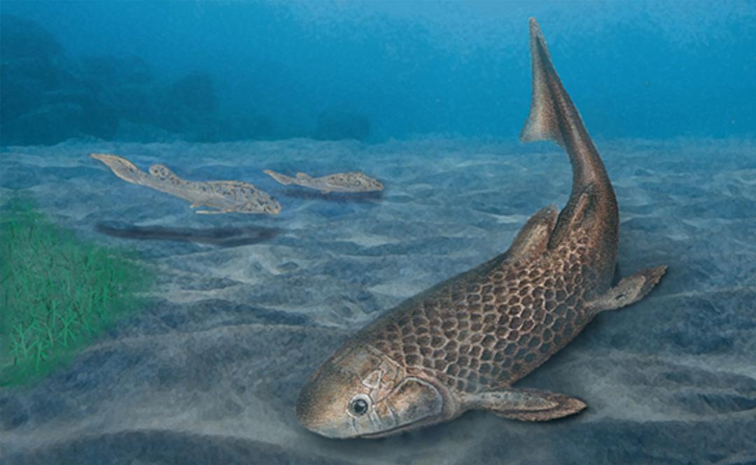 9亿年前)的肺鱼化石新属种——会泽滇双翼鱼(dianodipterus huize