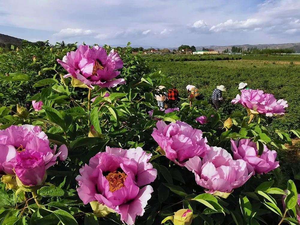 国色天香花满临洮临洮摄协紫斑牡丹线上摄影展赵东铭