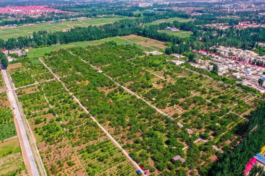 喀什市千亩樱桃熟了快来尝鲜