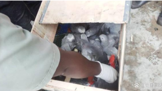 非法贸易120只濒危非洲灰鹦鹉，嫌疑人被判7年徒刑