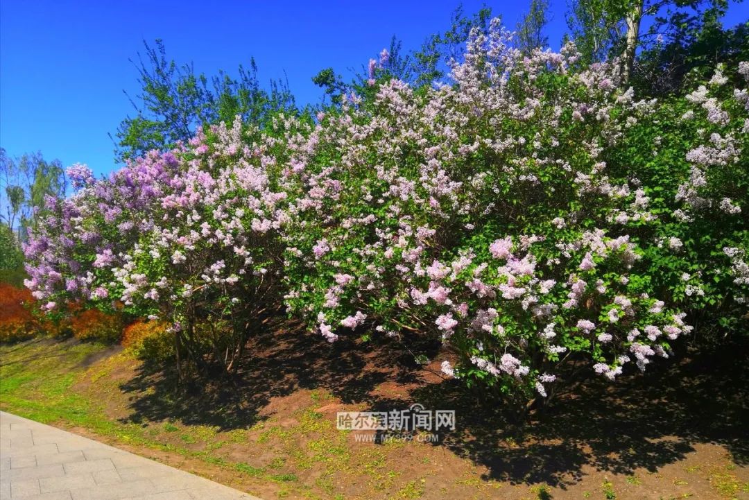 香坊线看点:小叶丁香中山路(香坊段)→公滨路→尚志公园→三合路