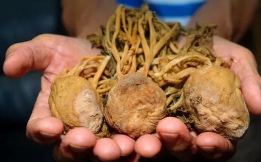 威水顺德大头菜成功登榜