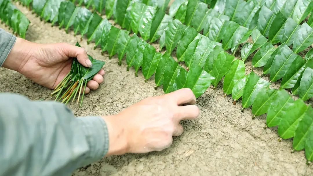 跟着广播看乡村一片叶子就能插苗侗乡扦插茶苗正当时