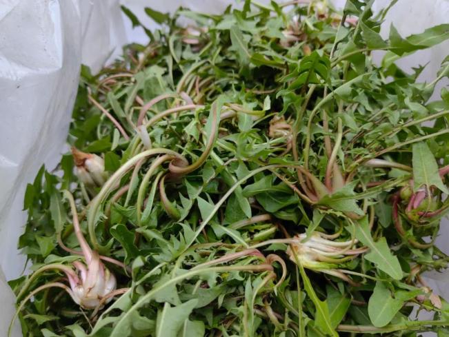五月尝鲜季,这几种山野菜咱宝清人得抓紧吃!