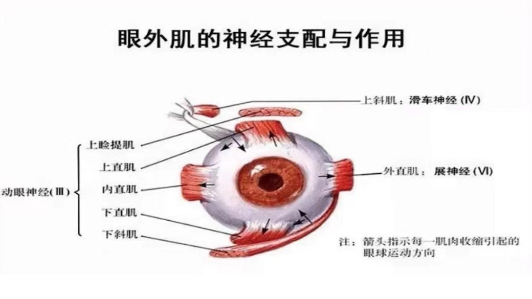 并受皮层支配,任一节段(包括神经肌肉接头)受损,都会导致眼球运动障碍