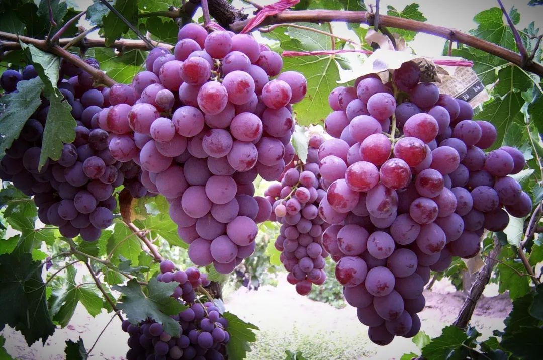 的草莓清香已扑鼻而来真令人垂涎三尺最具特色的是果园的圣女果红的