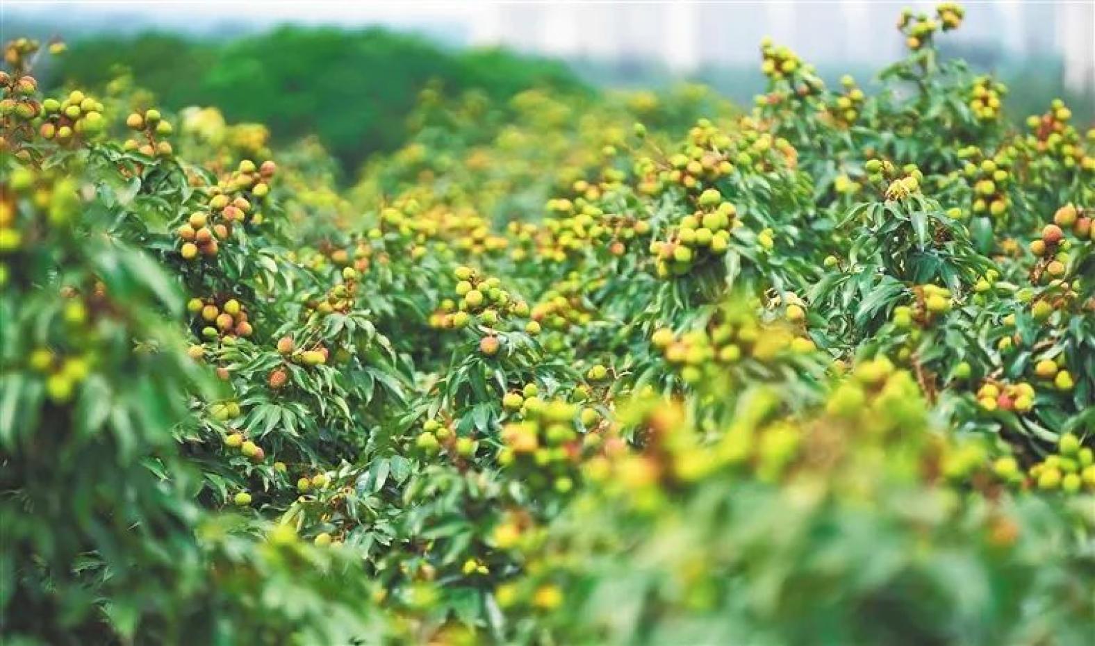 澄迈县大丰荔枝观光园的妃子笑荔枝.