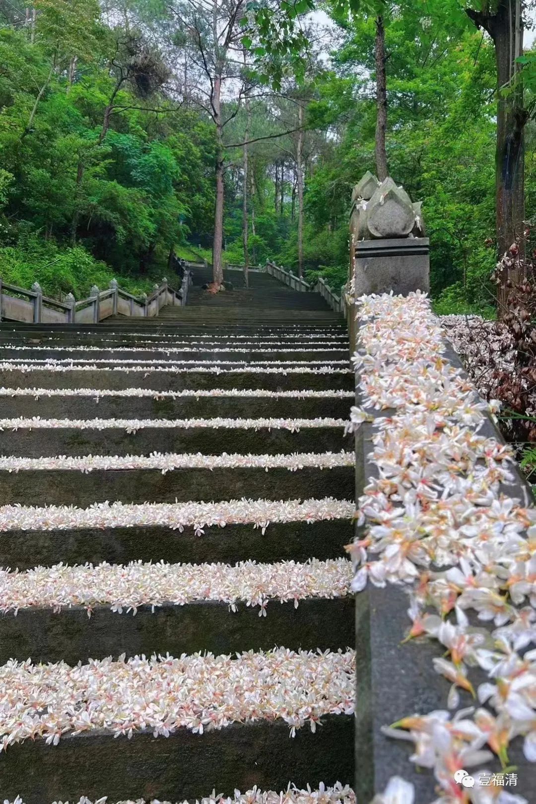 福州下“雪”了!_澎湃号·媒体_澎湃新闻-The Paper