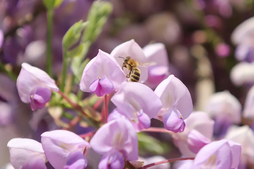 北大的紫藤萝瀑布万花灿烂生生不息