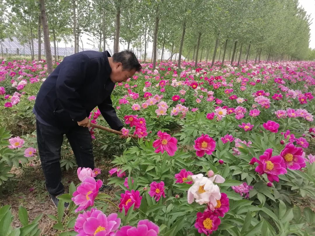 芍药花种植方法图片