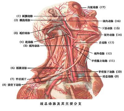 儿童左右颈动脉位置图图片