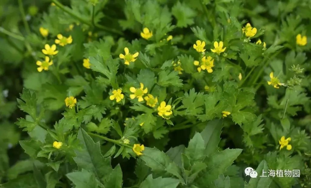 野芹菜花图片