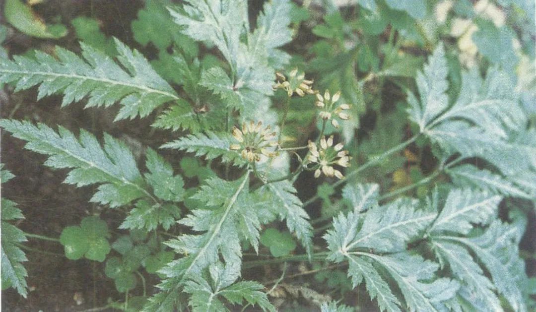 開黃花的芹菜可不能吃刺果毛茛