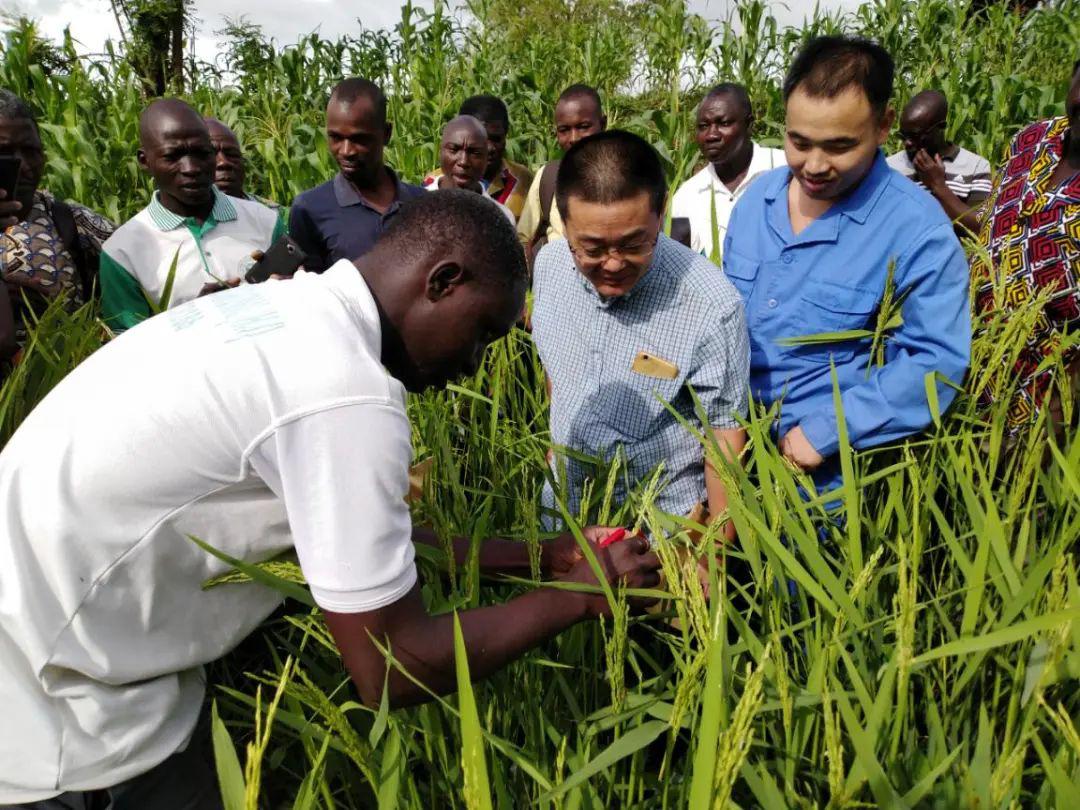 一粒种子可以改变一个世界中国援助多哥农业技术合作项目助力多哥农业