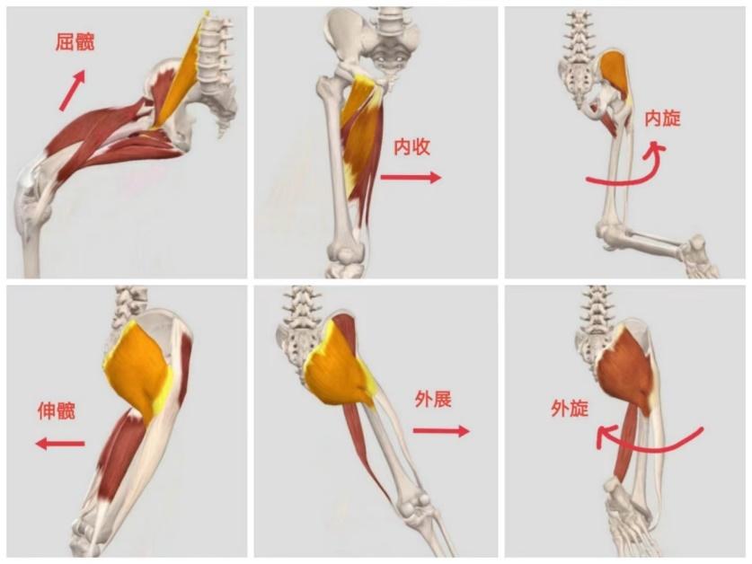 这往往是家长最为关心的问题,髋关节的主要结构类似于抱拳手势,其运动